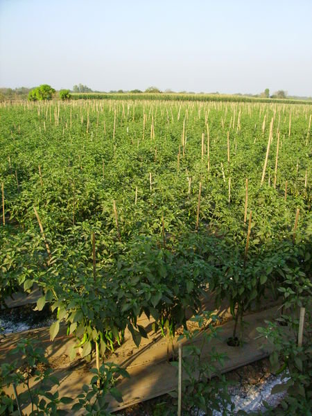 field of chillies