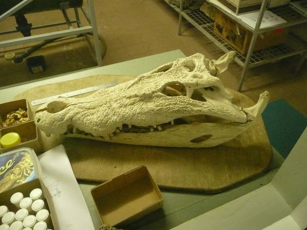 croc skull