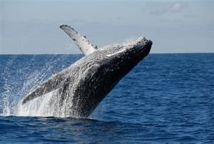 whale watching in Hervey Bay