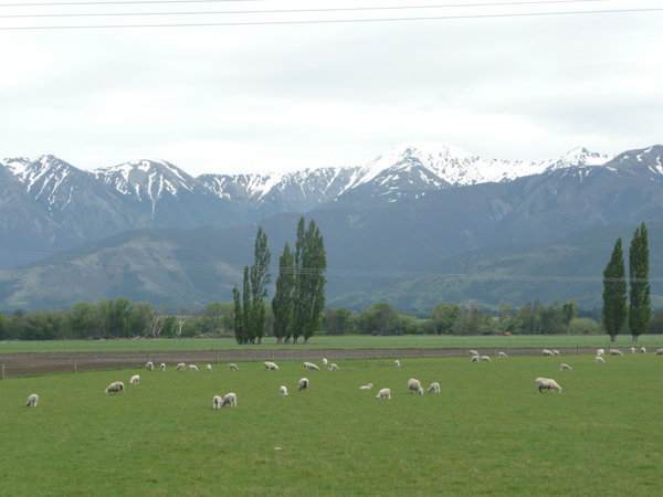 the sheep and the snowy mountains