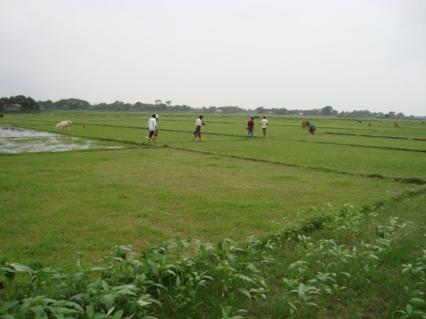 Trekking through rice paddy