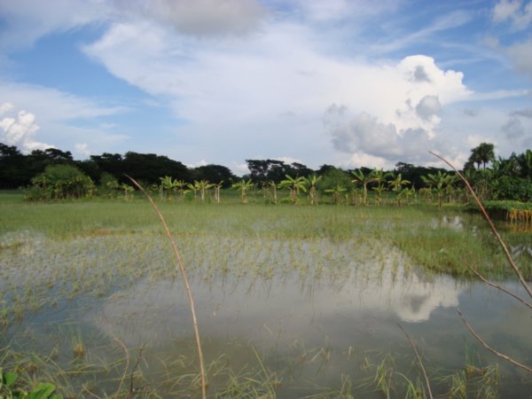 Flooded rice paddy