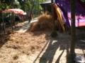 Drying saris and drying hay