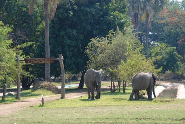 Elephants in Camp