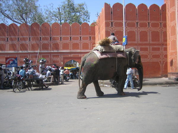 Elefante a la entrada del Fuerte