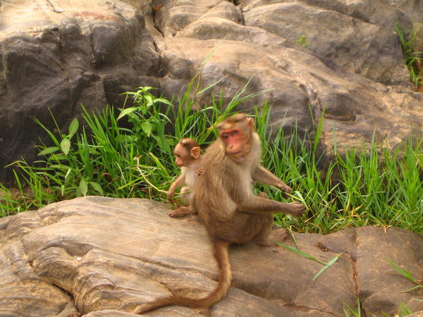 Macaco e hijo pelon