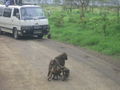 Macacos bloqueando camino
