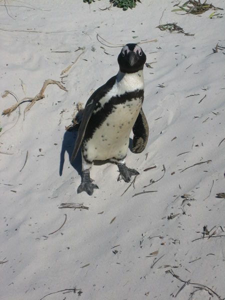 Si soy un pinguino africano...y que?