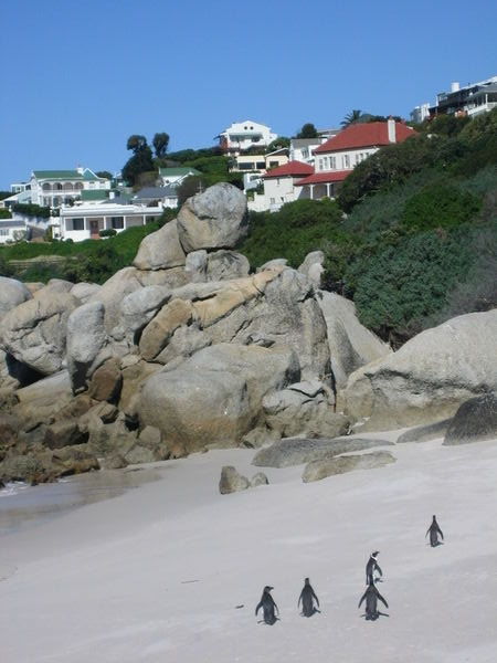 Pinguinos disfrutando de la playa