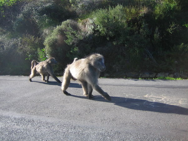 Macacos en la carretera...!