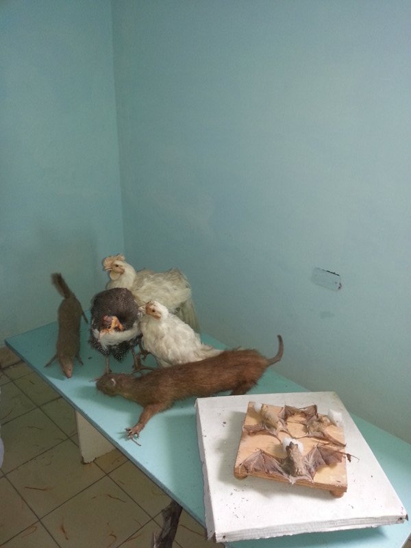 Museum animals of Cuba