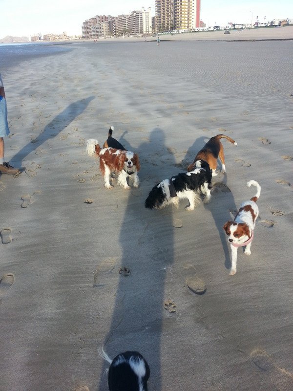 Our Beagle friends