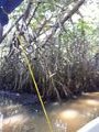 The mangrove