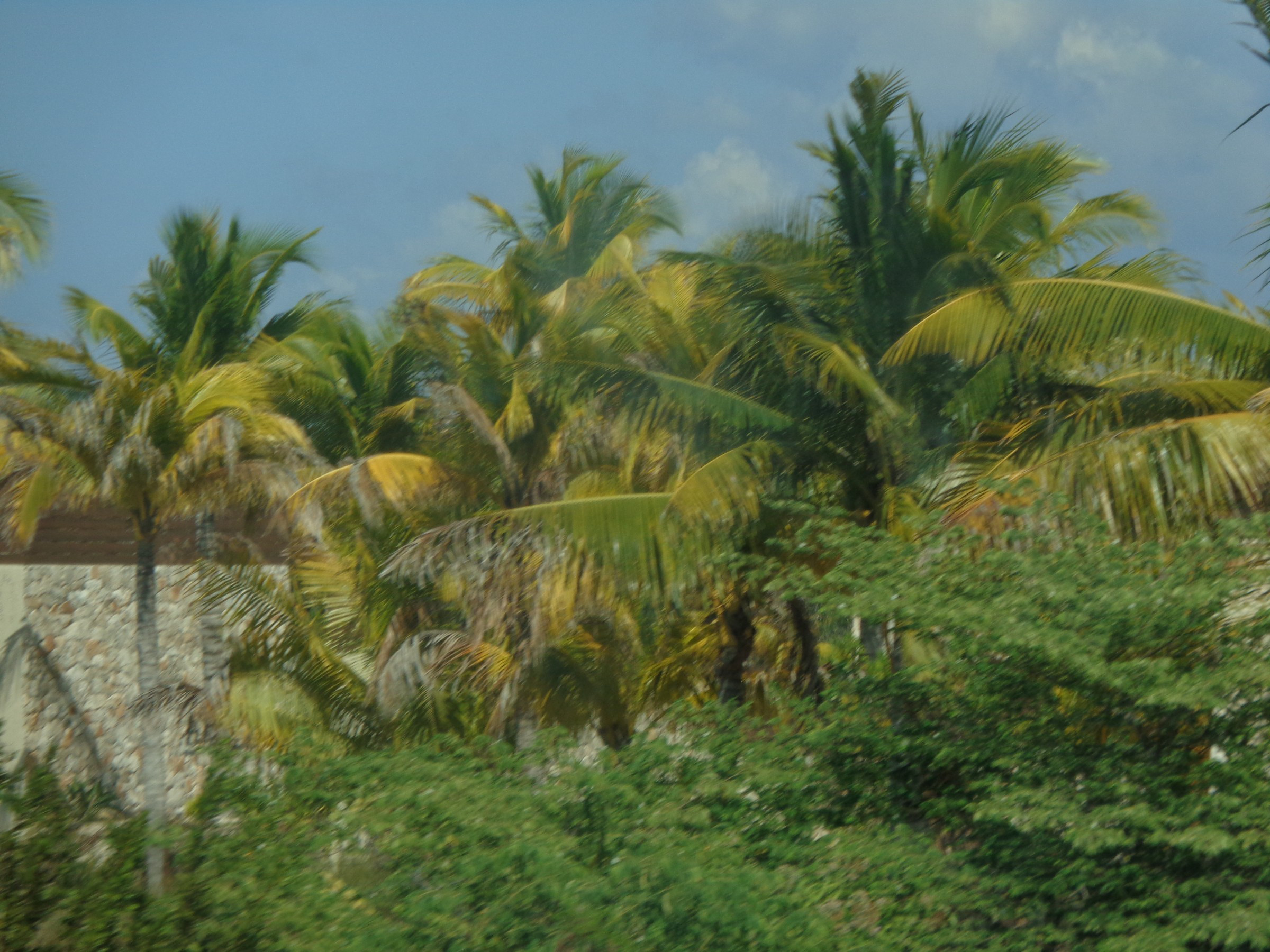 note-the-tropical-vegetation-photo