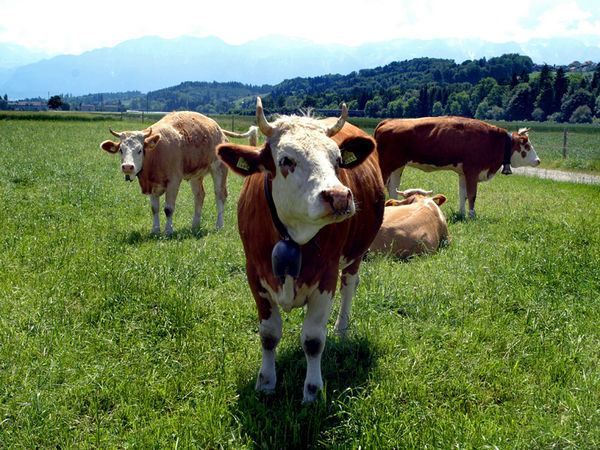 Cows at the Thunersee