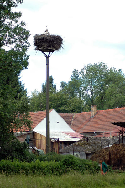 Stork nest in small village