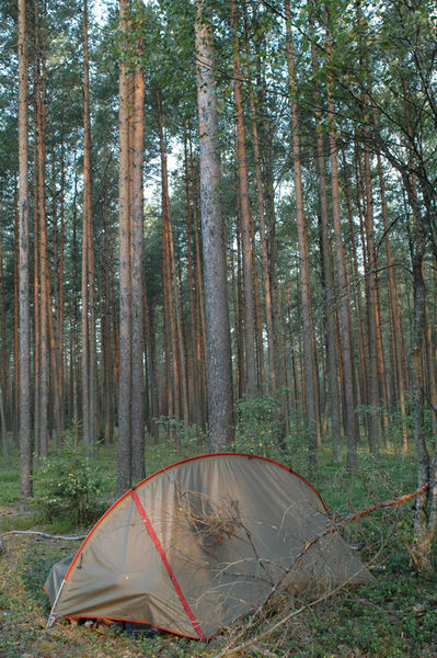Free camp in forest
