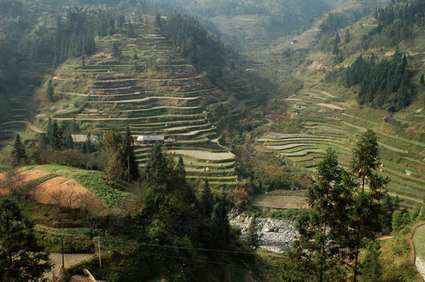 Terraced rice paddies, a feat of engineering