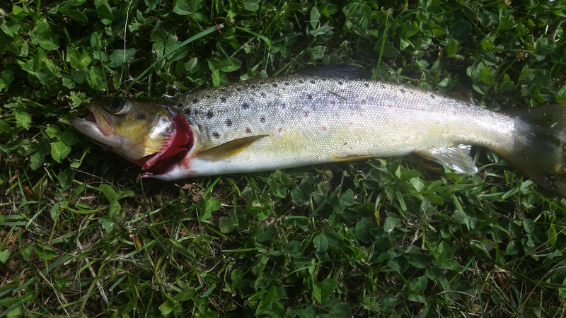 Brown Trout 01