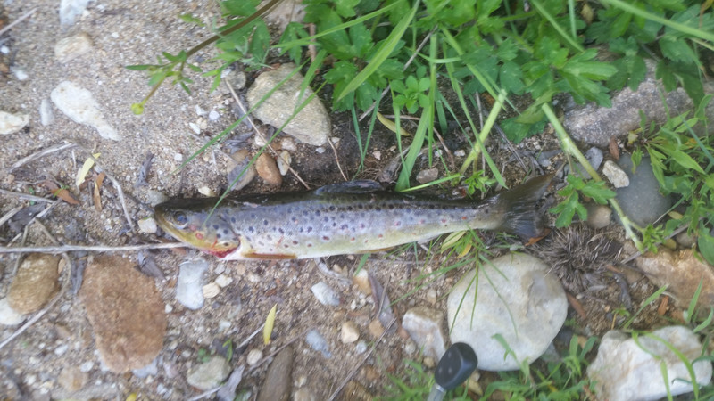 Brown Trout 02