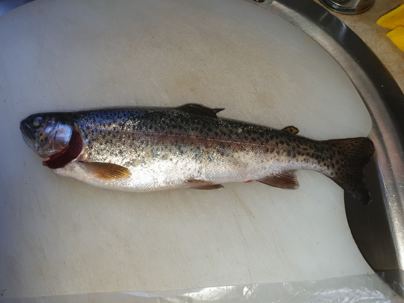 Trout dinner