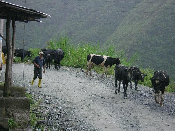 Cows near the Cable Car Waterfall