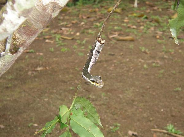 Caterpillar Snake