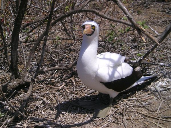 Albatros in the Isla de Plata