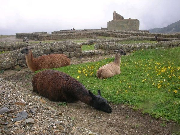 Llamas at Inga Pirka