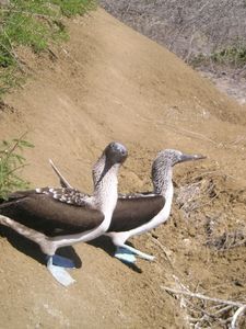 Blue Footed Boobies in the Isla de Plata