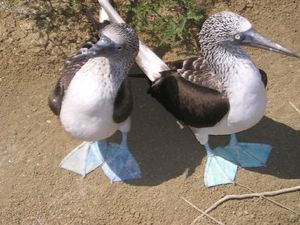 Blue Footed Boobies in the Isla de Plata