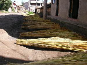 Drying reeds for mats