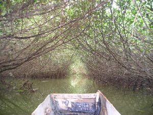 View from the boat - Mangrove island