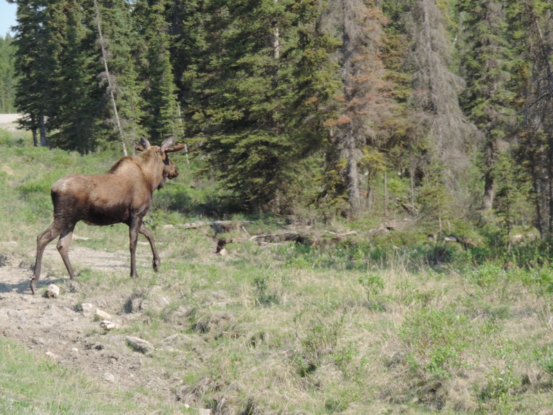 Our first Moose sighting