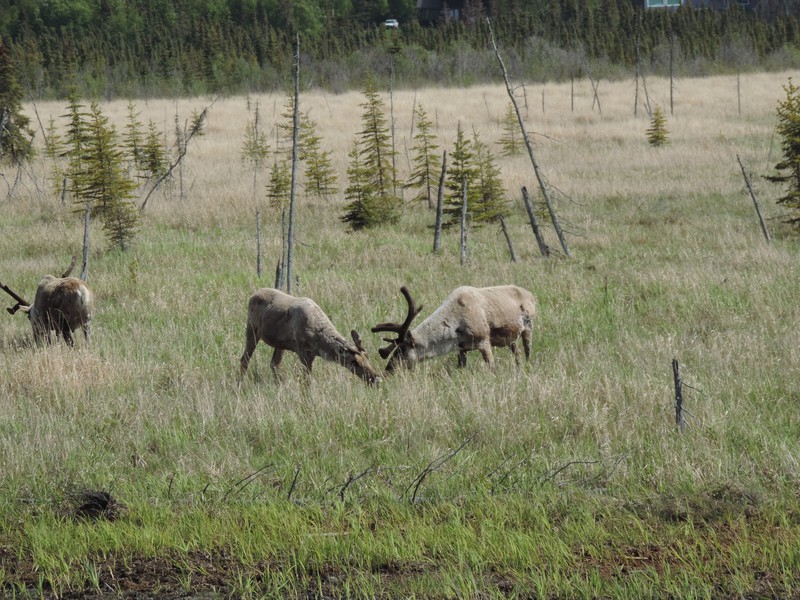 Caribou in Kenai, AK