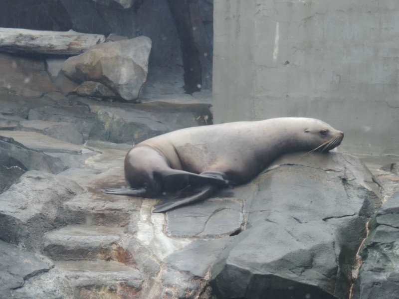 Sea Lion at the Aquarium