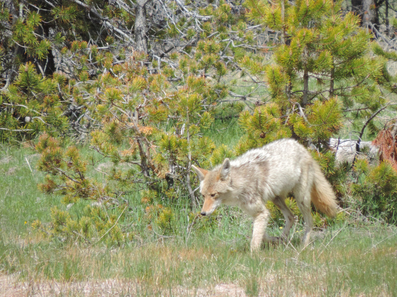 Coyote at the lodge