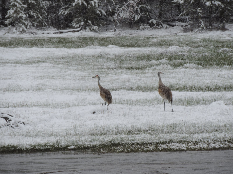 Cranes near Madison