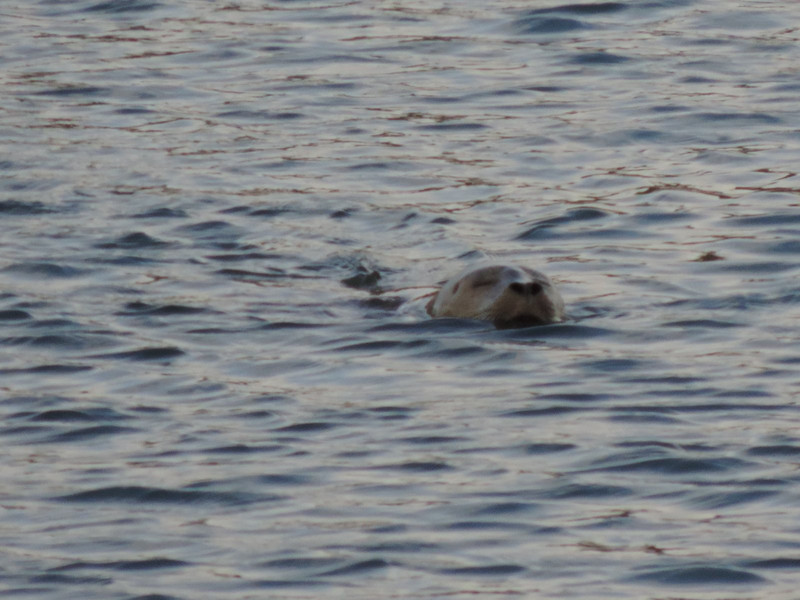 A seal in the "Fishing Hole"