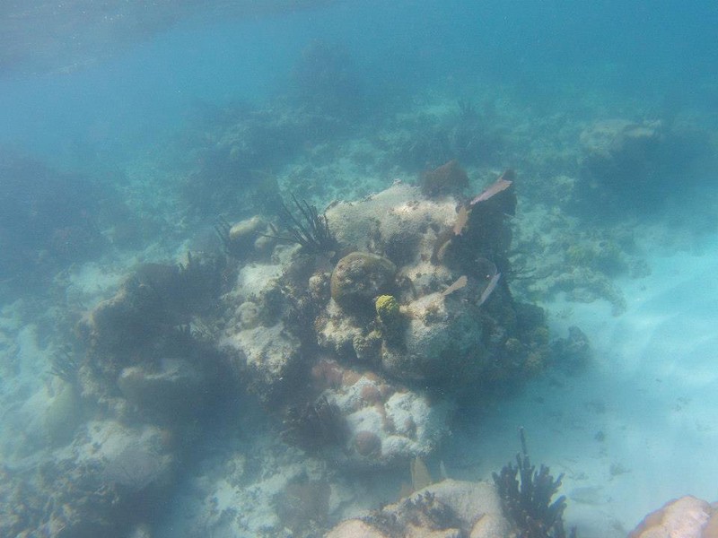 La barrière de corail