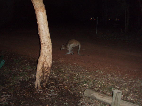 Karen the kangaroo!