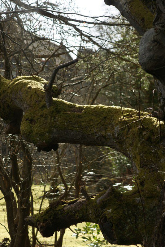 Lichen laiden branch