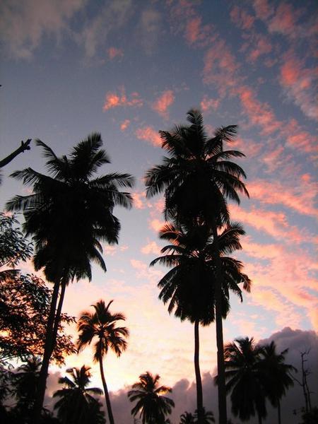 palms at dusk