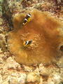 seychelles anenome fish