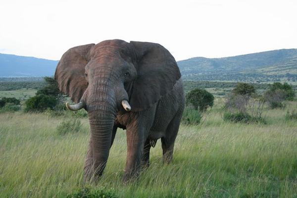 masaai mara elephant