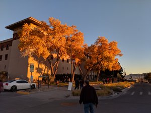 Cool foliage with the sunlight on the UTEP campus