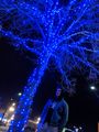 lots of blue trees on Temple in SLC