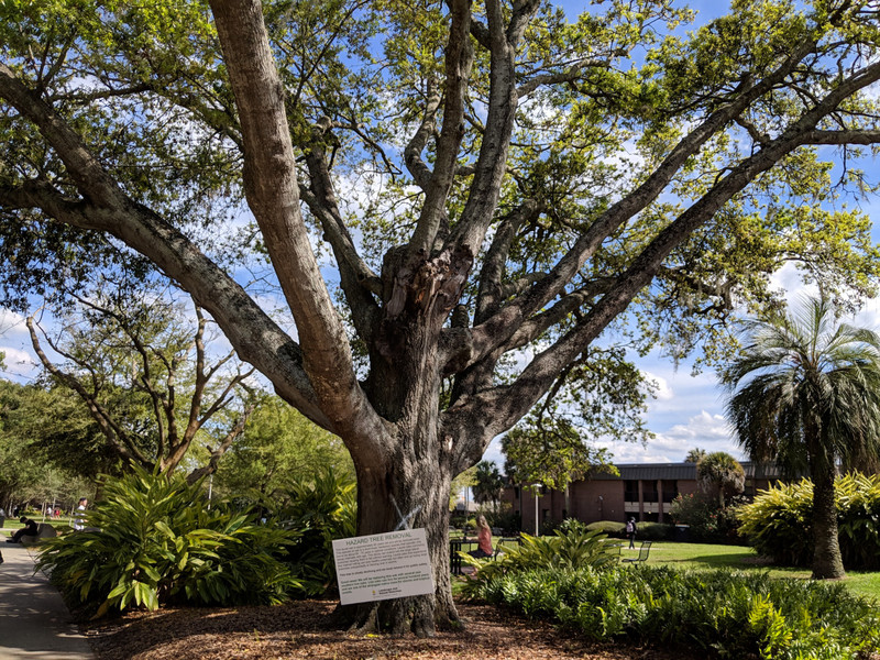 Old tree on UCF's campus