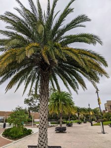 Palm trees are plentiful throughout central Florida and the campus of UCF