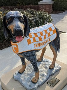 One of the many statues of the mascot Smokey on the campus of UT